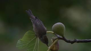 Fauvette à tête noire