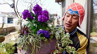 冬の寒さで傷んだ寄せ植えを再生する方法　　　【園芸超人カーメン君】【ガーデニングスーパーマン】