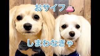 【犬の特技】マルプー\u0026マルチーズのお片付け