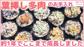 【多肉植物】葉挿しのお手入れ❣️1年でここまで成長しました👍