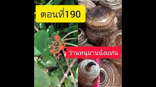 ตอนที่190 ว่านหนุมานนั่งแท่น เล่นว่านอ่านตำรา ตำราว่านวิเศษอันศักดิ์สิทธิ์ อ.ชั้น หาวิธี พ.ศ.๒๕๐๖