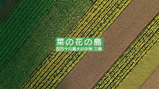 菜の花の島　四万十川最大の中洲三島　四万十町