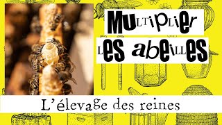 Multiplier les abeilles #02 : L'élevage des reines