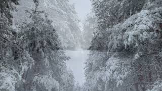 Зимняя природа. Красота зимнего леса.