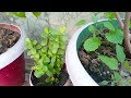 कड़कती ठंड में पौधों की देखभाल कैसे करें. how to care tips plants in winter.