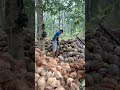 #kebunkelapa #manisbuahkelapataksemanisgula begini lah cara mengupas kelapa tua