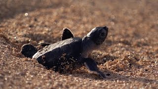 Green Turtle's Battle for Survival | Planet Earth | BBC Earth