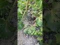 potato harvesting harvesting amazing satisfying