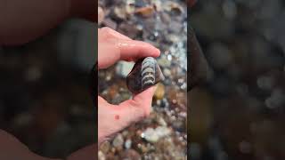 Orthoceras fossil discovered in the Baltic Sea! (440 - 485 million years old)