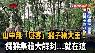 三級警戒日月潭沒遊客 獼猴集體大解封－民視新聞