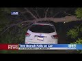 Tree Branch Falls On Car