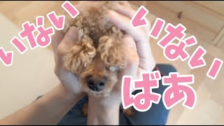 犬がいないいないばあするとこうなる