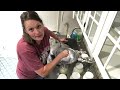 homesteader secret farm vlog dairy cow