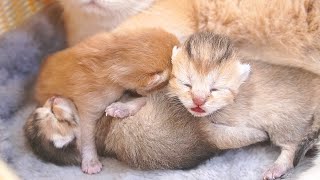 The kittens meowed loudly, snuggling closer to their mother so adorably