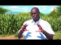 locals abandon livestock farming for irrigated culture in baringo