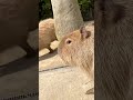 cute animal sounss