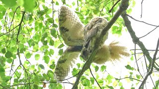 トラフズク幼鳥　エンゼルポーズ編、撮影機材は SONY FE200-600ｍｍ\u0026SONYSEL14TC使用