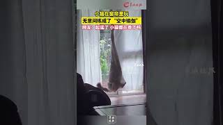 小猫在窗帘里玩无意间练成了“空中瑜伽” #cats