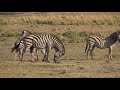 botswana chobe national park morning safari