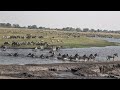 Botswana Chobe National Park morning safari