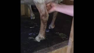 Hand Milking Series