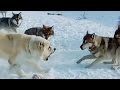 Alabai dog against 5 Wolves | One Alabai protect livestock from 5 Wolves