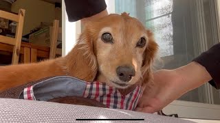 あの日とこの日の朝のレオン　16歳　miniature Dachshund