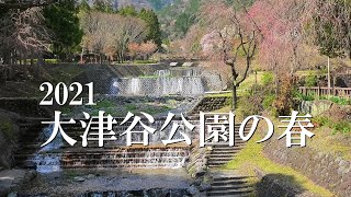 2021　大津谷公園の春