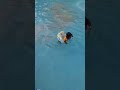 parnitha playing swimming trending ytshorts youtubeshorts hyderabad shortsfeed jalavihar