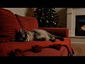 🐈‍⬛winter cozy asmr with a snoring cat and crackling fire. perfect for insomnia study u0026 meditation