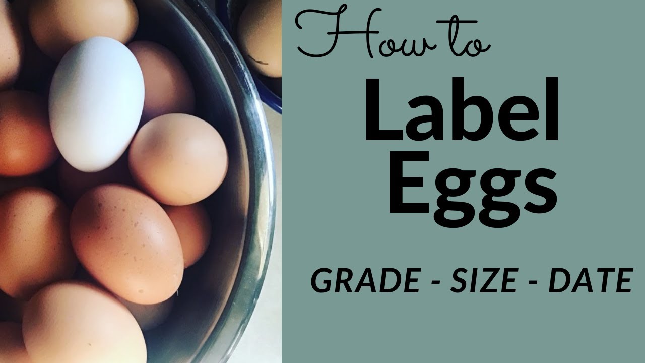 How To Label Eggs: Grading, Sizing, And Dating Eggs - YouTube