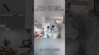 When I First Called My Cat on Surveillance 📹🐱 | Her Reaction Was Priceless!