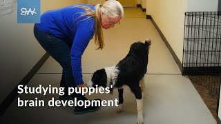 New puppy research aims to predict and prevent dog behavioral issues | SaltWire