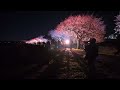 八千代新川千本桜まつり2024 ライトアップ 2024年3月9日 senbonzakura festival 2024 eco light up cherry blossoms 4k