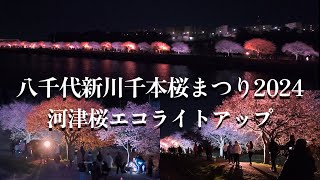 八千代新川千本桜まつり2024 #ライトアップ  2024年3月9日/Senbonzakura Festival 2024 Eco Light Up cherry blossoms/4K