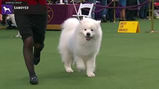 Samoyeds | Breed Judging 2020