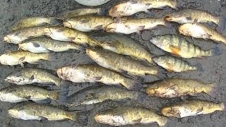 Bait Fishing #41 - Fishing for Big Brown Bullhead and Jumbo Perch with Nightcrawlers