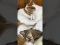 【愛猫】妹猫に毛づくろいされながらふみふみする兄猫💕