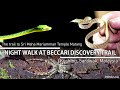 Night Walk on the Mt Matang Beccari Discovery Trail to Sri Maha Mariamman Temple Matang, Kuching