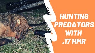 Hunting predators with .17 HMR - A jackal bites the dust - BHT