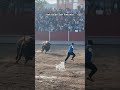 😱¡impresionante toro de cajÓn shorts