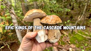MY MOST AMAZING KING BOLETE FINDS OF THE CASCADE MOUNTAINS