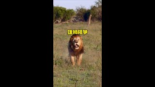 強壯雄獅攻擊領地獅王#解說版動物世界 #內容啟發搜索 #雄獅