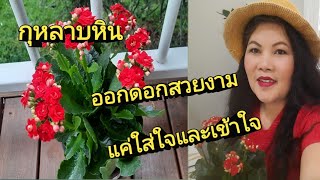 กุหลาบหินออกดอกสวยงาม ปลูกต้นไม้ไห้งาม ไม่ยาก แค่ใส่ใจและเข้าใจ