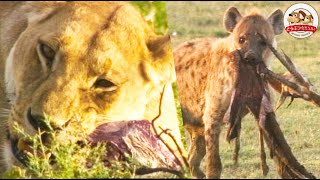 【Hyena Hierarchy】What Happens When a Queen Hyena Loses Her Dignity?