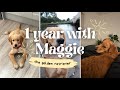 First year with a Golden Retriever, watch Maggie grow up!