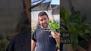 6 צמחים שנראים עכשיו כמו חסה, אבל סמכו עלי, תכף יפרחו בצורה מדהימה- שווה להכניס לגינה!