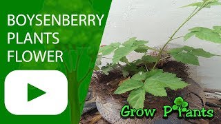 Boysenberry plants flower - growing \u0026 care conditions for fruits