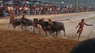 Mangalore kambala 2020(2019-20kambala)