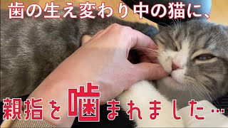 【悲報】猫に親指を噛まれました…（Cat bit my thumb）